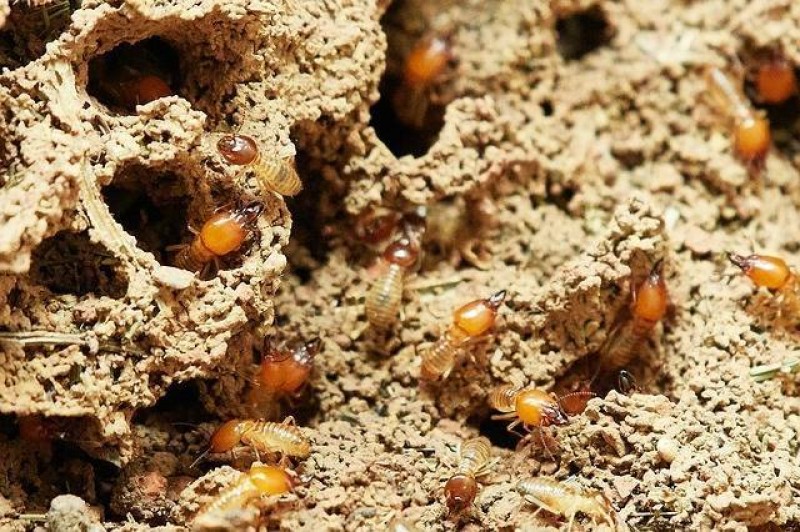 Entreprise spécialisée dans les traitement des charpentes contre les termites dans le Médoc Medoc  Thierry GUEDON Hygiène de l'habitat