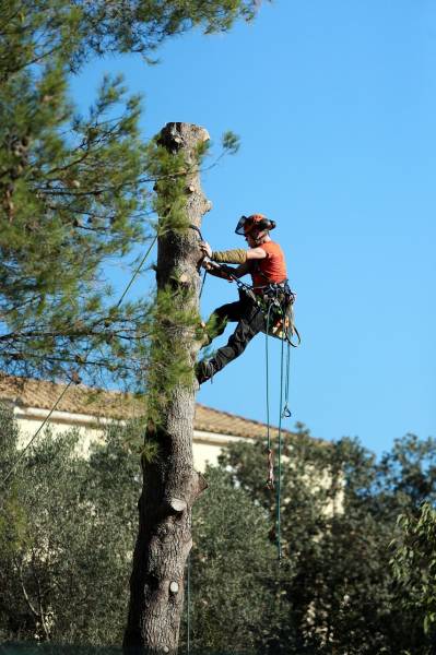 Taille de haie et déssouchage d'arbre à Bordeaux W&G Elagage